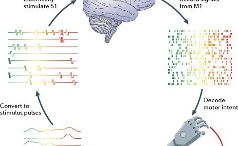 Brain–Computer Interface Technologies