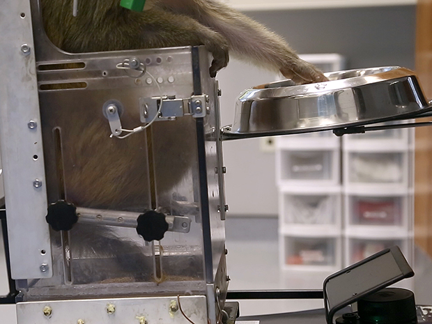 رابط مغز-ماشین ، میمون‌ها یک صندلی چرخدار را با افکار خود هدایت می‌کنند
