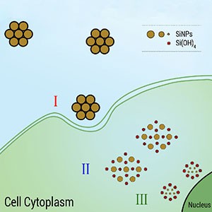 تشخیص و درمان سرطان با نانو ذرات زیست سازگار سیلیسیم