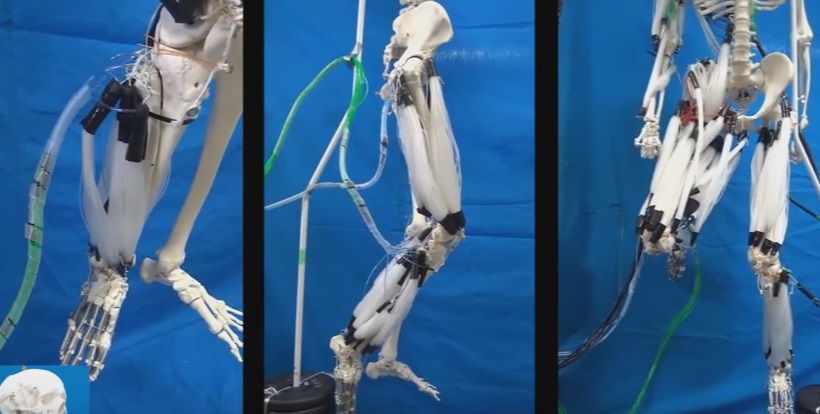 ربات اسکلتی عضلانی با کمک عضلات رشته‌ای شبیه انسان حرکت می‌کند