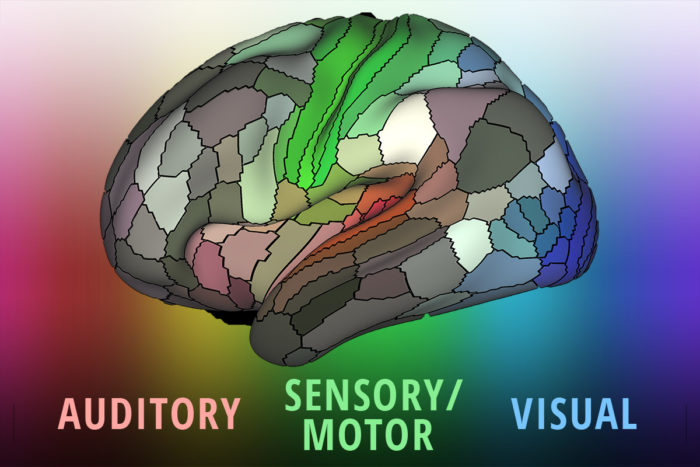 جدیدترین نقشه قشر مغز آن را به ۱۸۰ ناحیه تقسیم می‌کند