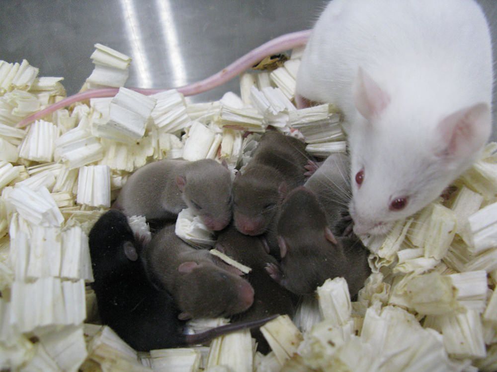 اسپرم‌های منجمد شده‌ی موش‌ها که به مدت ۹ ماه در ایستگاه بین‌المللی فضایی نگه‌داری شده بود، با موفقیت موجب تولید نوزادان موش شد.