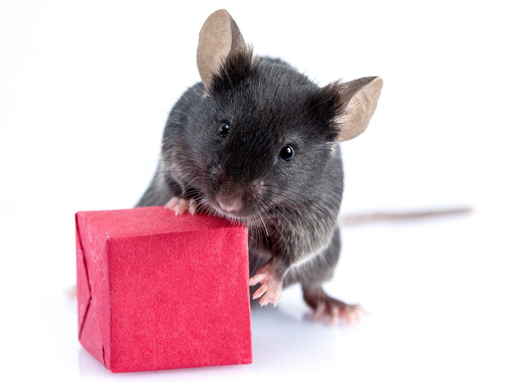 پژوهشگران توانستند موش های سایبورگ را تحت کنترل خود درآورند!