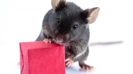 پژوهشگران توانستند موش های سایبورگ را تحت کنترل خود درآورند!