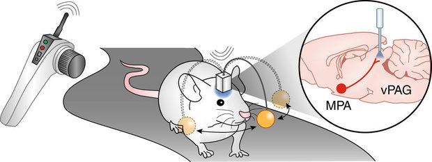 پژوهشگران توانستند موش های سایبورگ را تحت کنترل درآورند!