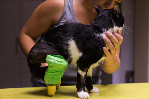 دومین گربه جهان با پاهای مصنوعی