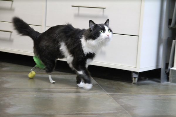 دومین گربه جهان با پاهای مصنوعی