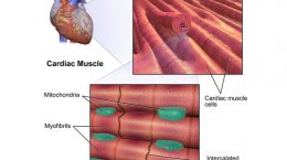 درمان نارسایی قلبی ناشی از دیستروفی عضلانی و بهبود عملکرد اسکلتی عضلانی