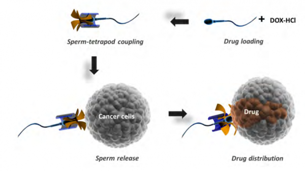 استفاده از اسپرم برای انتقال دارو به سلول‌های سرطانی دستگاه تناسلی زنان