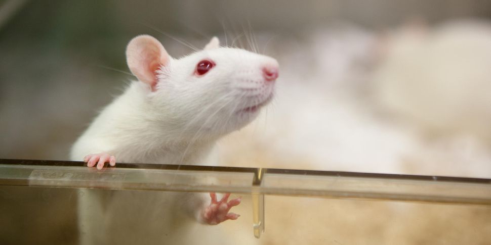 پژوهشگران چینی توانستند حرکات موش سایبورگ را با مغز خود کنترل کنند