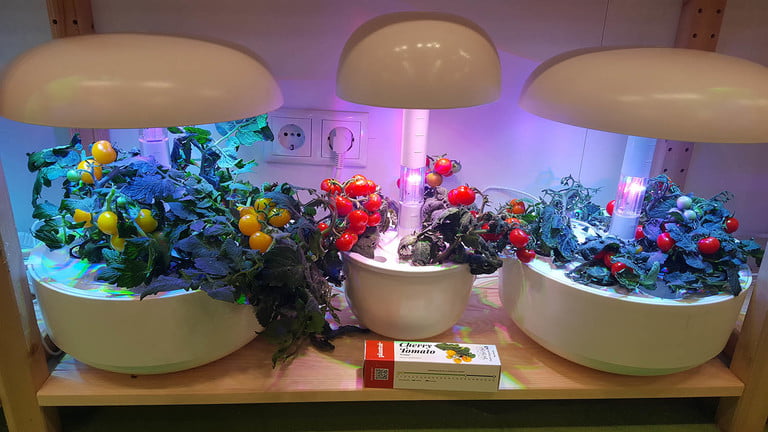 باغچه هوشمند Plantui در IFA 2019 در حال رشد گوجه فرنگی