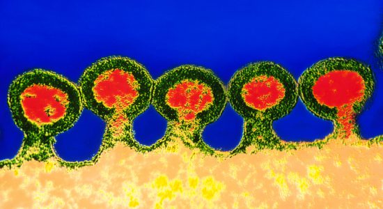 ویروس HIV با استفاده از پروتئنینی به نام CCR5 به سیستم ایمنی حمله می‌کند. این پروتئین مانند دری است که به ویروس اجازه ورود می دهد. بدون این پروتئین ویروس امکان پخش نخواهد داشت.