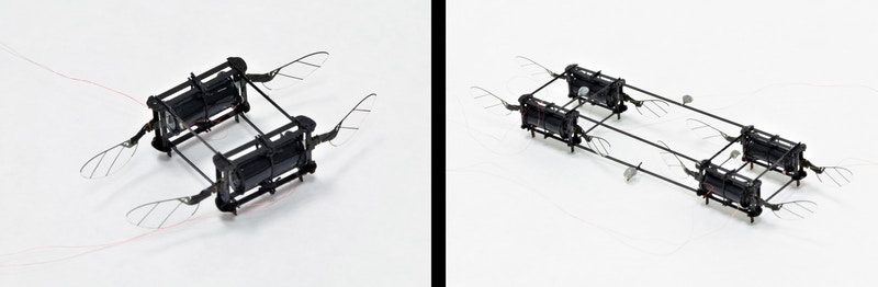 گروه رباتیک موسسه ی Wyss و SEAS مدل های مختلفی از RoboBee با محرک نرم را ساختند.  آنچه در اینجا نشان داده شده است یک مدل مجهز به چهار بال و دو محرک است و دیگری یک مدل با هشت بال و چهار محرک است. مورد دوم نخستین میکروربات پروازکننده با محرک نرم است که توانایی هدایت پرواز در حالت تعلیقی را دارد. اعتبار: آزمایشگاه میکرورباتیک هاروارد / SEAS هاروارد 