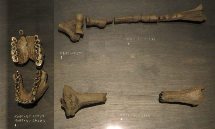  Australopithecus anamensis منبع: Ghedoghedo/Wikimedia Commons 