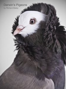 کبوترهای عجیب داروین