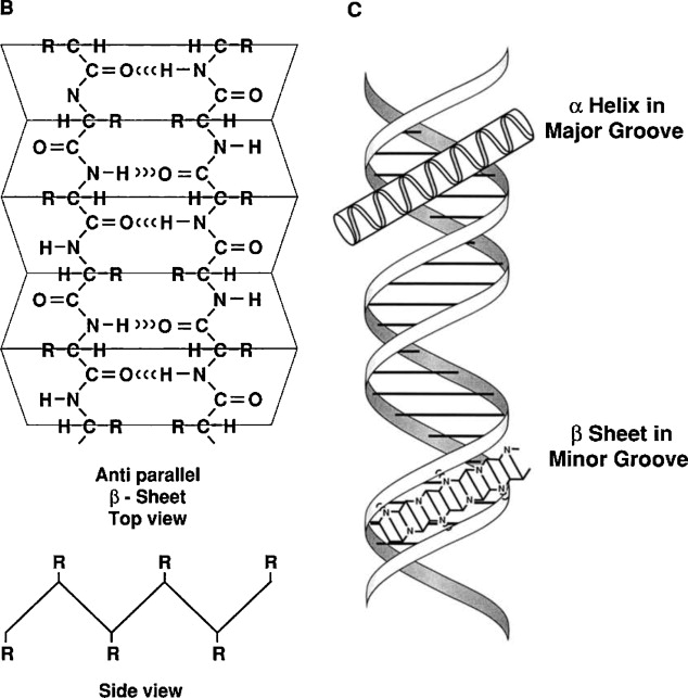 مارپیج آلفا و صفحات بتا در پروتئین‌ها