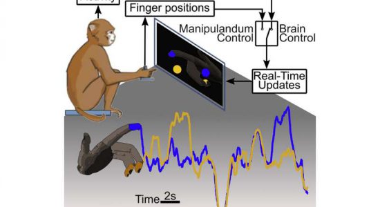 آزمایش Chesteck برای کنترل مجزای انگشتان دست توسط سیگنال های مغز