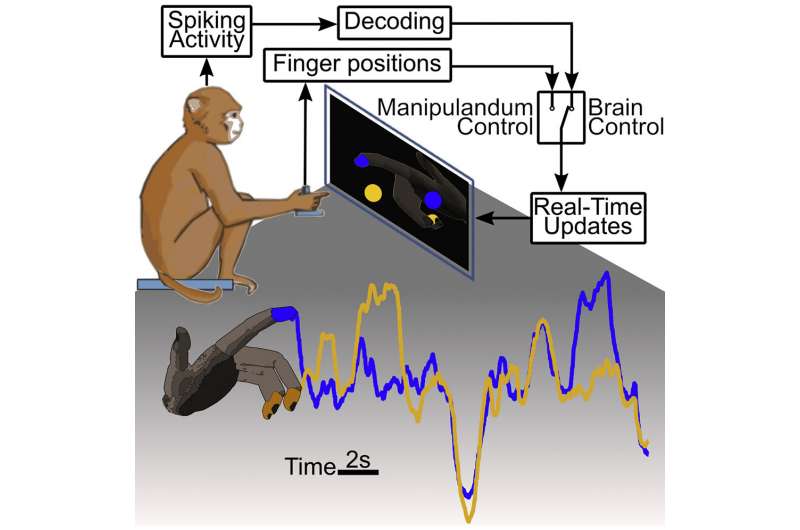 آزمایش Chesteck برای کنترل مجزای انگشتان دست توسط سیگنال های مغز