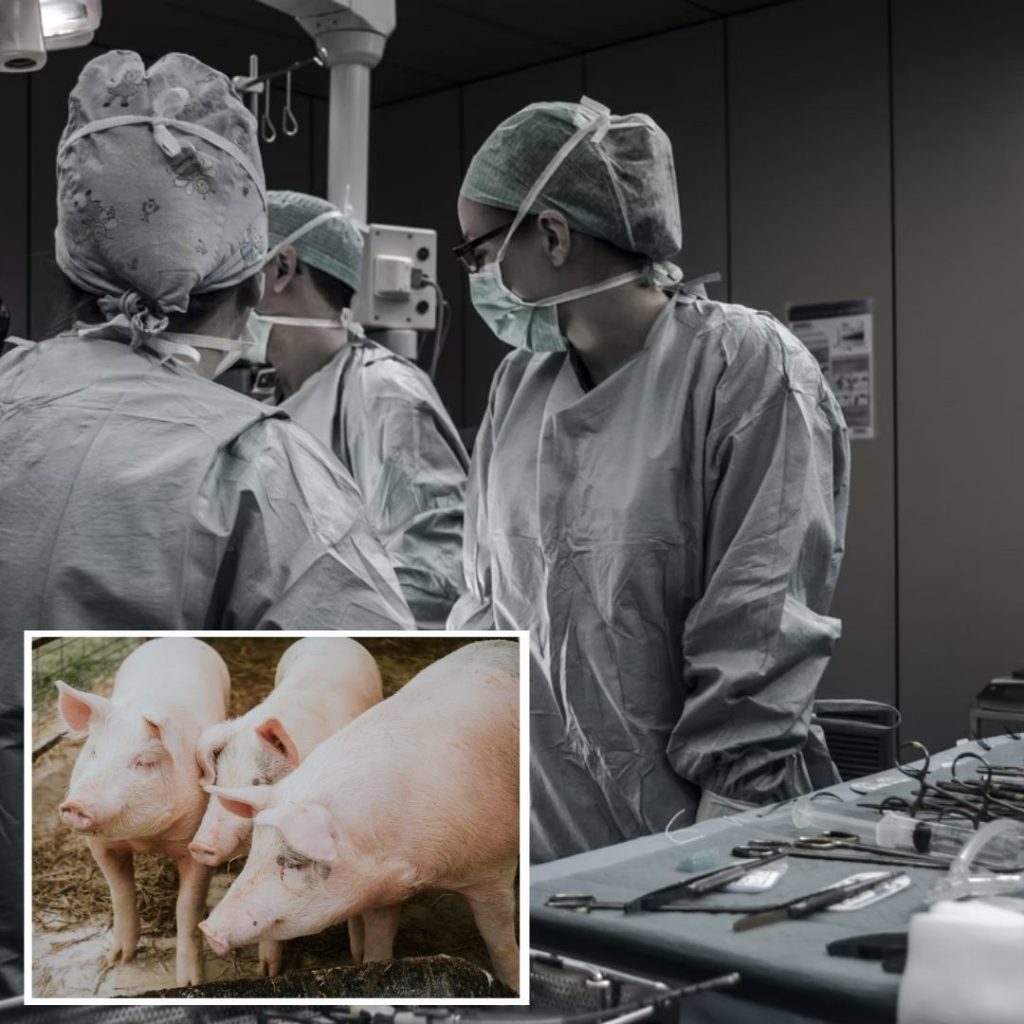 ربات های هوشمند نخستین جراحی لاپاروسکوپی را بدون کمک انسان انجام دادند