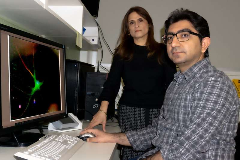 روش جدید سلول های بنیادی برای درمان آسیب های نخاعی