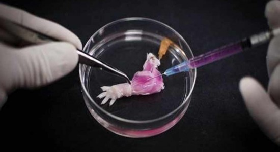 decellularization-rat-limb-transplant