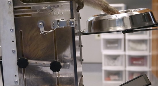 میمون‌ها یک صندلی چرخدار را با افکار خود هدایت می‌کنند