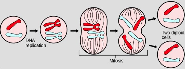 بیماران مبتلا به تومور مغزی به کمک میدانهای الکتریکی عمر طولانیتری خواهند داشت