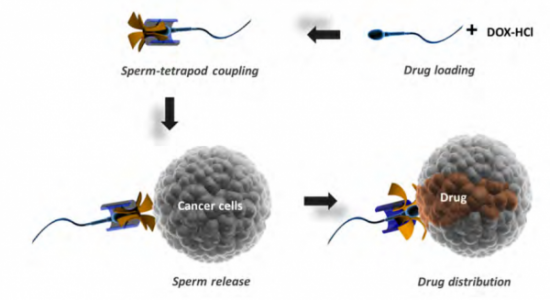 استفاده از اسپرم برای انتقال دارو به سلول‌های سرطانی دستگاه تناسلی زنان