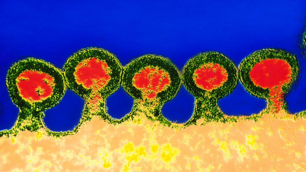 ویروس HIV با استفاده از پروتئنینی به نام CCR5 به سیستم ایمنی حمله میکند. این پروتئین مانند دری است که به ویروس اجازه ورود می دهد. بدون این پروتئین ویروس امکان پخش نخواهد داشت.