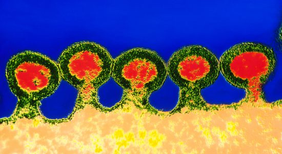 ویروس HIV با استفاده از پروتئنینی به نام CCR5 به سیستم ایمنی حمله می‌کند. این پروتئین مانند دری است که به ویروس اجازه ورود می دهد. بدون این پروتئین ویروس امکان پخش نخواهد داشت.
