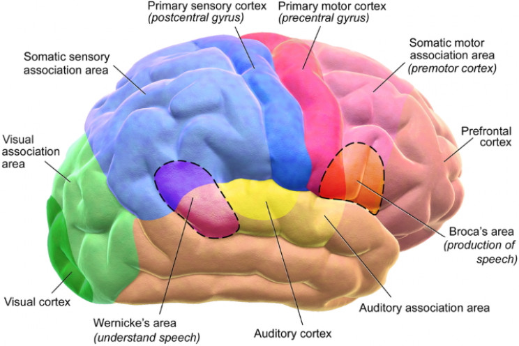 تصویری از مغز انسان، منبع:  Bruce Blaus/Wikimedia Commons 