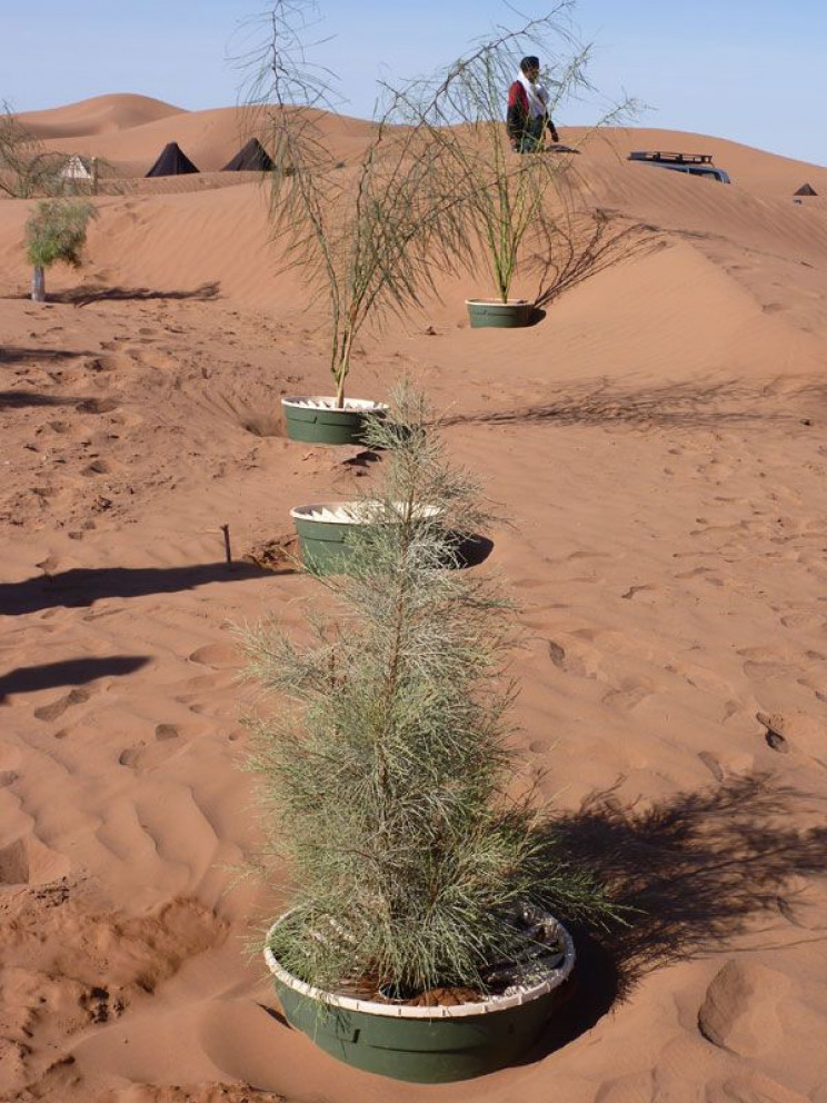 Groasis و رشد گیاهان در صحرا