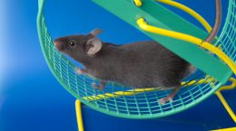 امیدی تازه برای درمان آسیب نخاعی: سیتوکین طراح موجب شد موش های فلج دوباره راه بروند