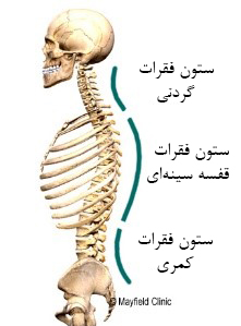 قسمت های مختلف ستون فقرات