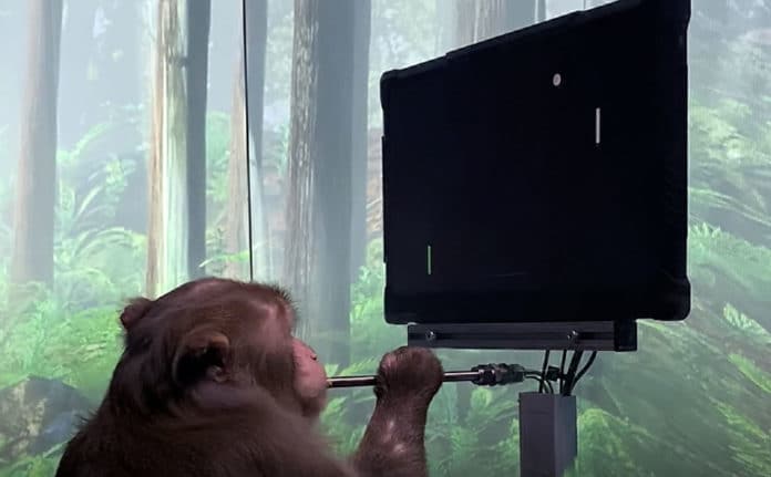 میمونی که با کمک تراشه مغزی شرکت ایلان ماسک با ذهنش پینگ پنگ بازی میکند