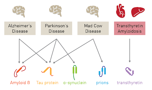  نتایج تاشدگی ناهنجار پروتئین یا Protein Misfolding 