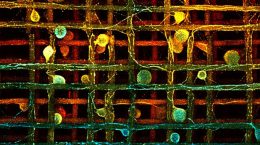 ساخت بستری برای رشد اعصاب آسیب دیده در نخاع در OIST