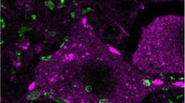 درمان اپی ژنتیک در موش موجب بهبود بازسازی نخاع پس از آسیب شد